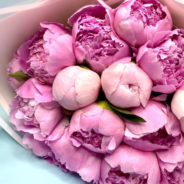 купить Букет 15 шикарных розовых пионов в мск