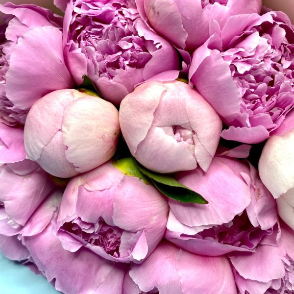 купить Букет 15 шикарных розовых пионов в мск