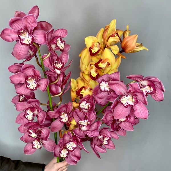 купить Орхидея в мск