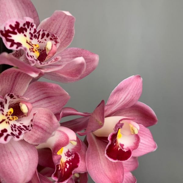 купить Орхидея в мск