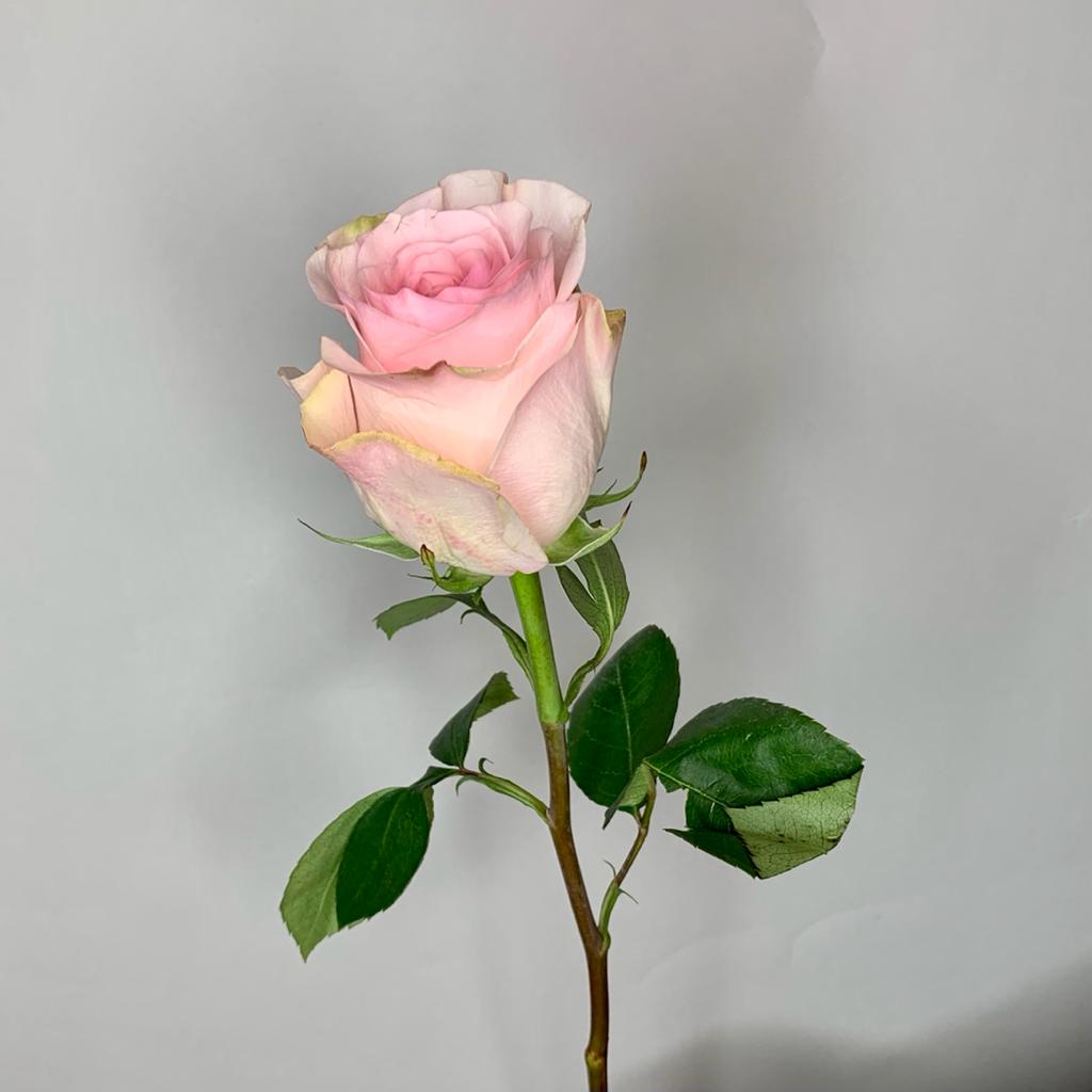 Срезка роза НОВИА 60см