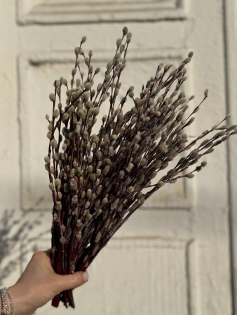 photo_2026-03-23_16-32-32