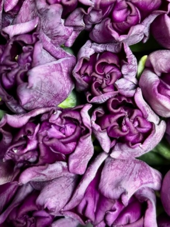 Срезка Тюльпан Краун Негрита (2)