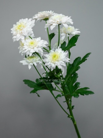 d499ce1d-fcaf-458d-b11c-e22f1bc41ab6