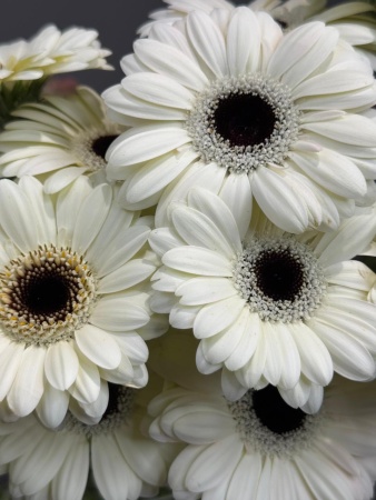 9b9343f1-40e5-4753-a339-a9965689f6d1