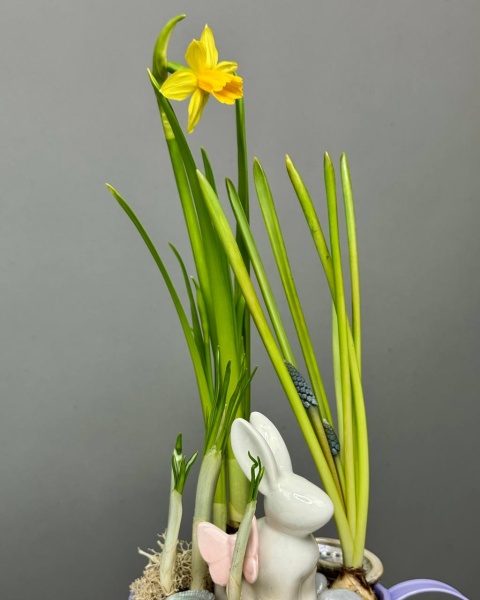 Композиция в сиреневой лейке с луковичными с зайкой  (3)