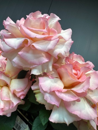 3cbdc36f-543d-44ef-8e47-5d19e4506783