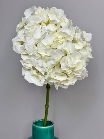 Срезка Гортензия Колумбия (4)