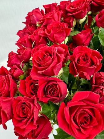 роза куст марабель (1)