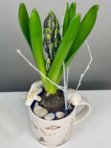 Композиция с первоцветами Маяк с гиацинтом (2)