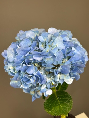 3534361e-3199-4ddf-9706-aa46a88db88f