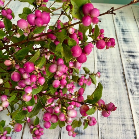 Симфорикарпус (2)