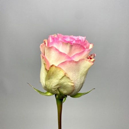 Эсперансо (2)