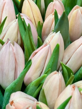 Срезка Тюльпан Тийс Бутс (2)