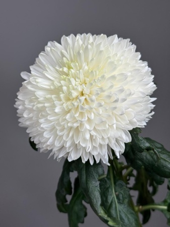 8a78a36f-bad2-48f2-a200-230ea6a9f09b