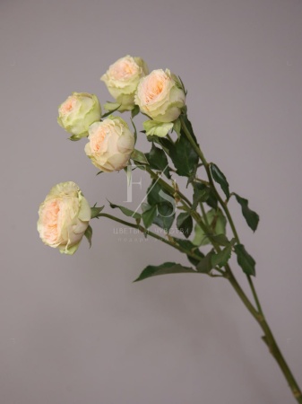 d8957e56-0342-4f19-afd2-6d10c22da888