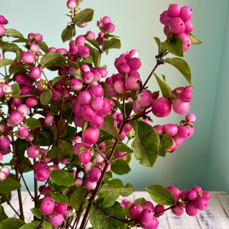 Симфорикарпус (1)