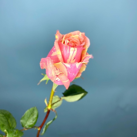 e8c1d5e2-19d1-45b3-a6de-2152da5fb299