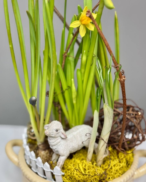 Композиция Милая овечка с мускари, нарциссами, крокусами (3)