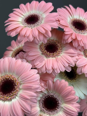 9795d3d5-b940-4d85-8305-a11e61a78090